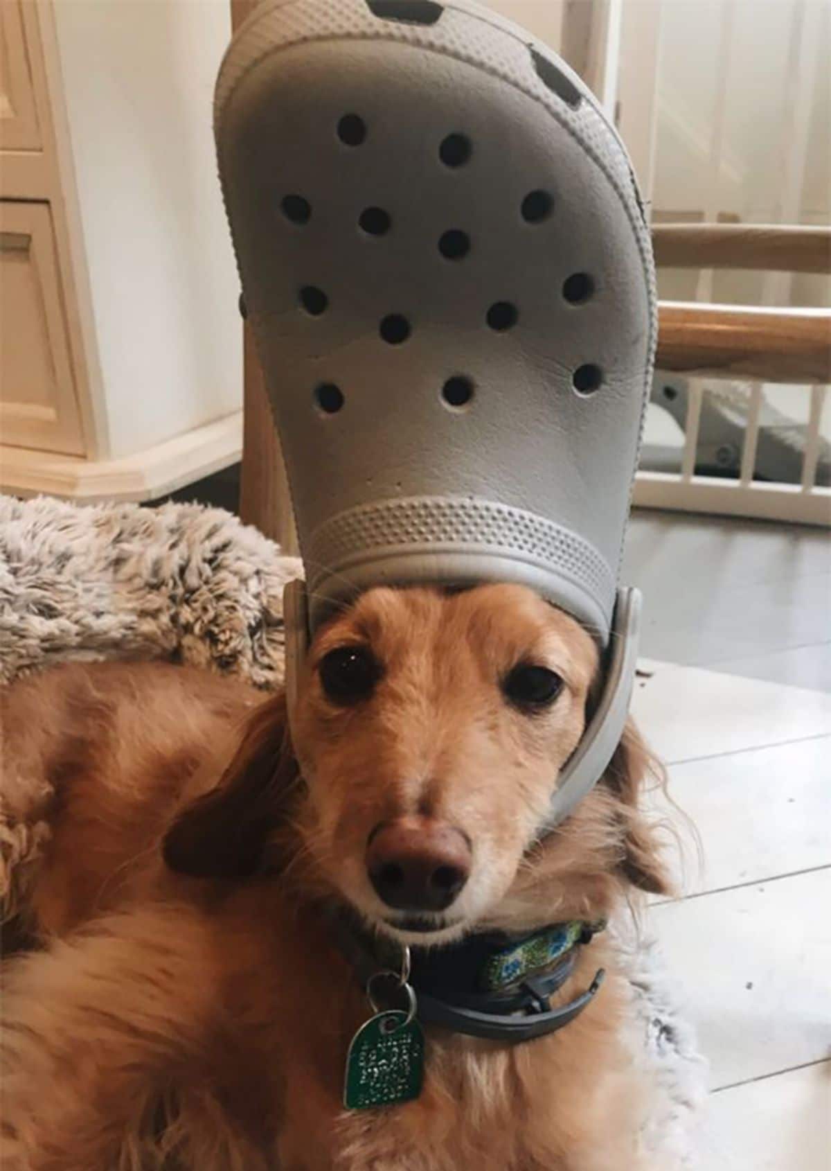 brown dog laying in a brown dog bed wearing grey crocs slipper on the head