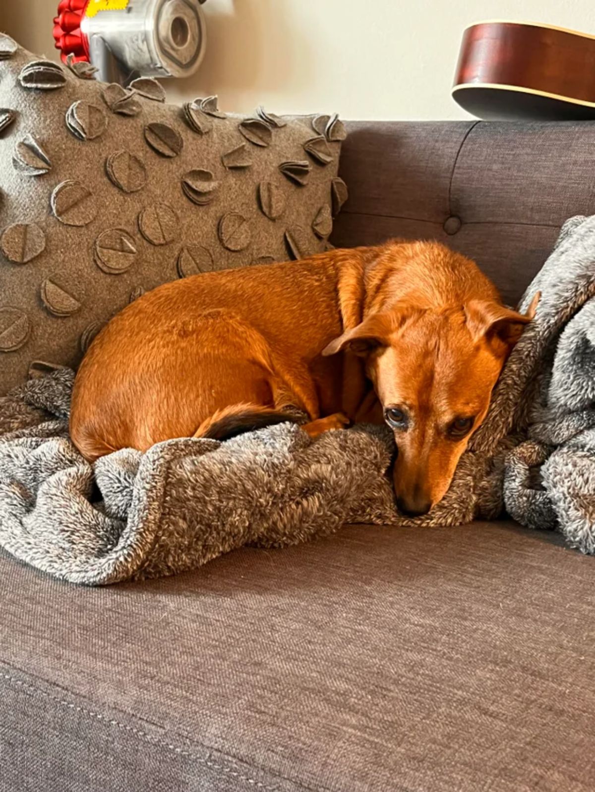 brown dog laying on a blanket on a brown sofa