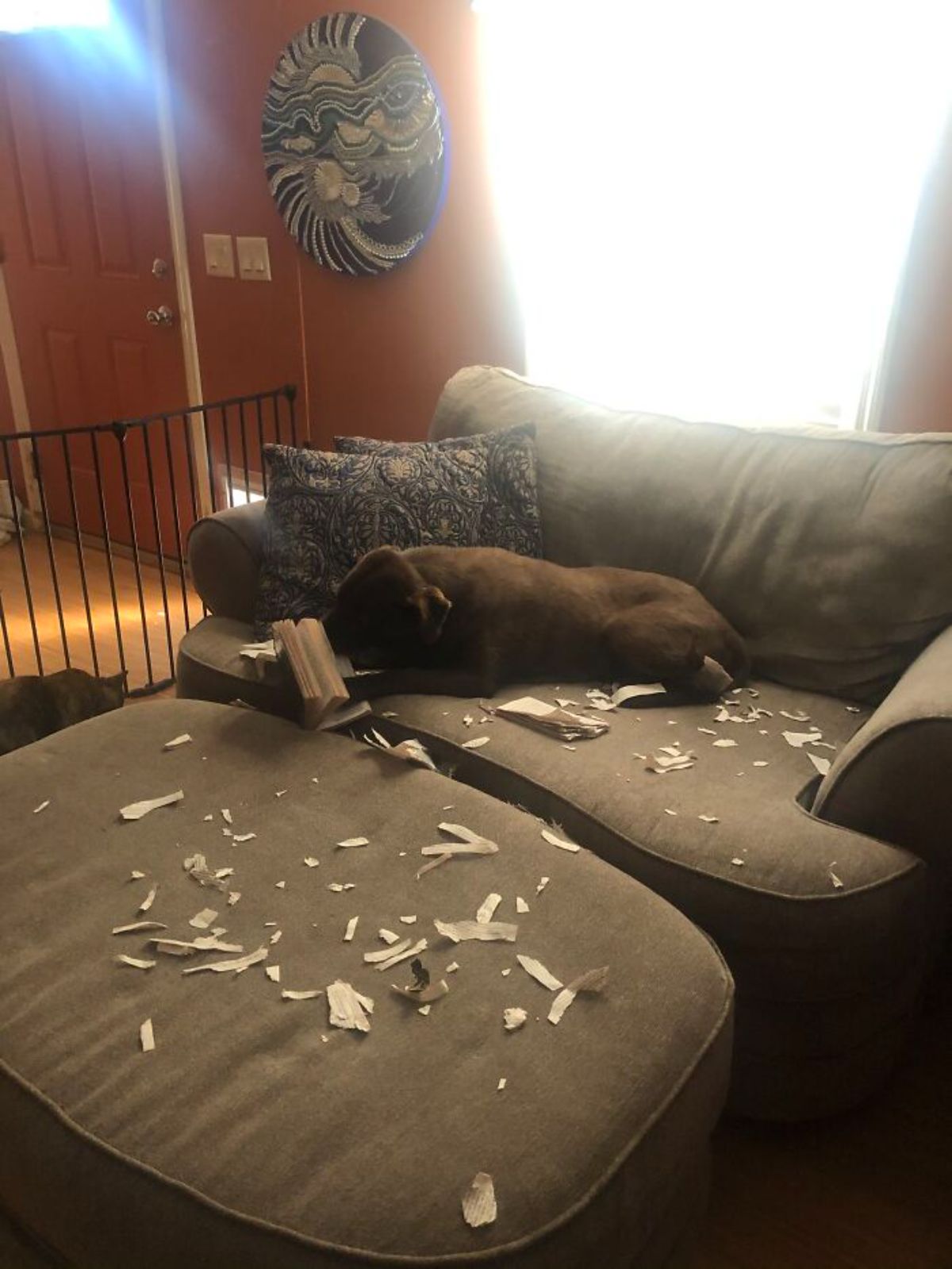 brown dog laying on a brown sofa and ripping up a book with pieces of pages strewn about