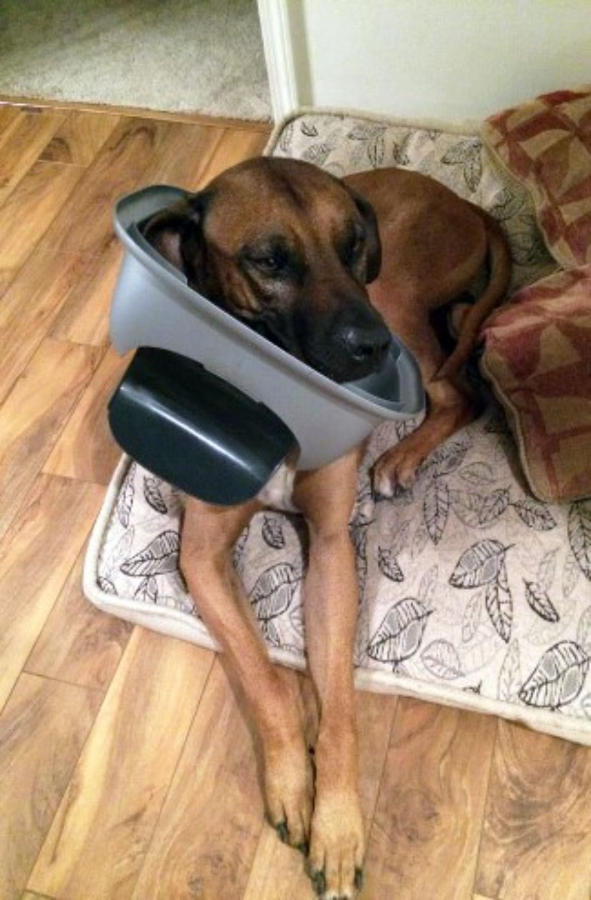 brown dog laying on a dog bed with he top of a grey and black trash can stuck around the neck