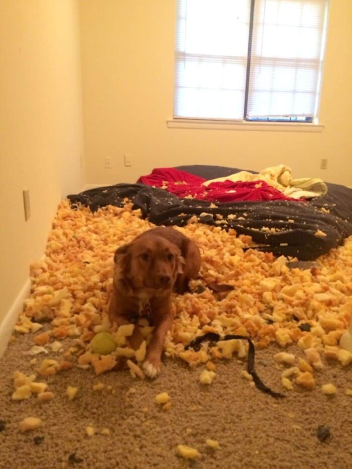 brown dog laying on a pile of orange stuffing from a destroyed bed