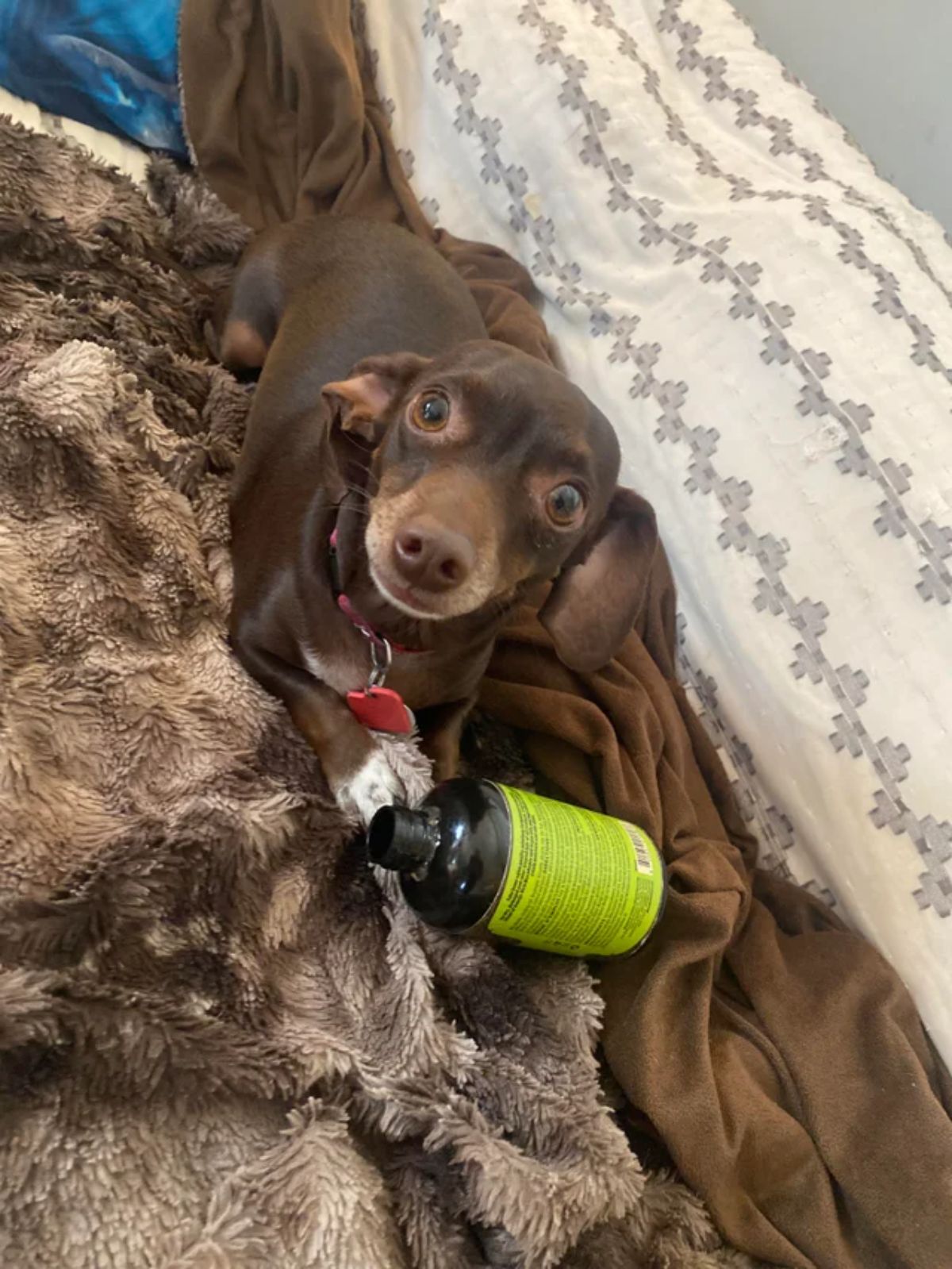 brown dog laying on brown blanket with a bottle in front
