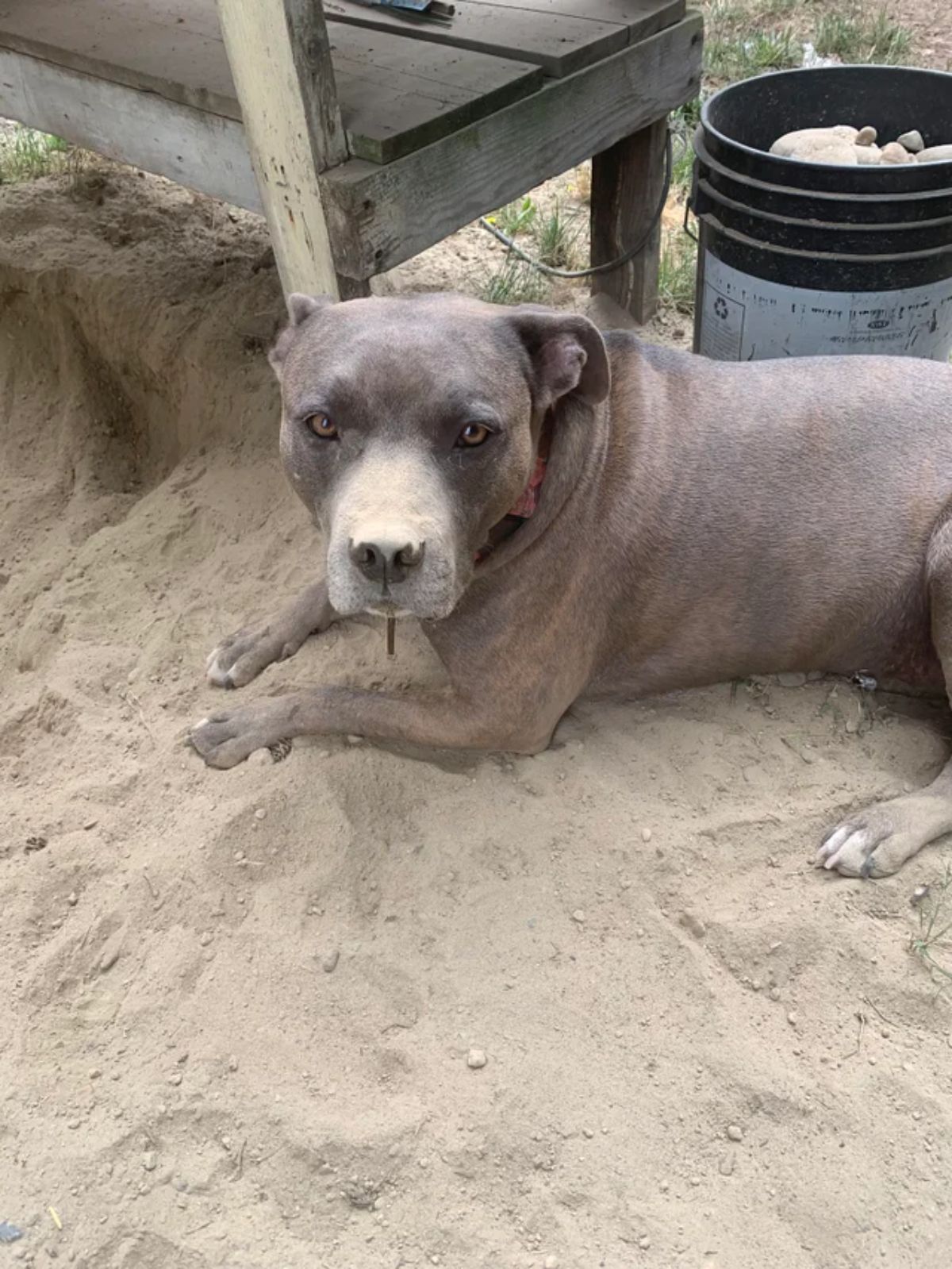 brown dog laying on sand next to a hole