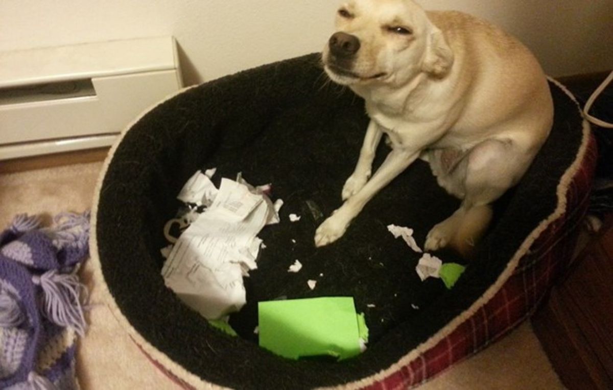 brown dog looking smug and sitting in black dog bed with ripped up paper