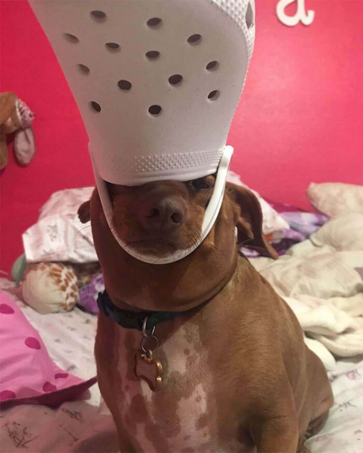 brown dog on bed wearing white crocs slipper on the head