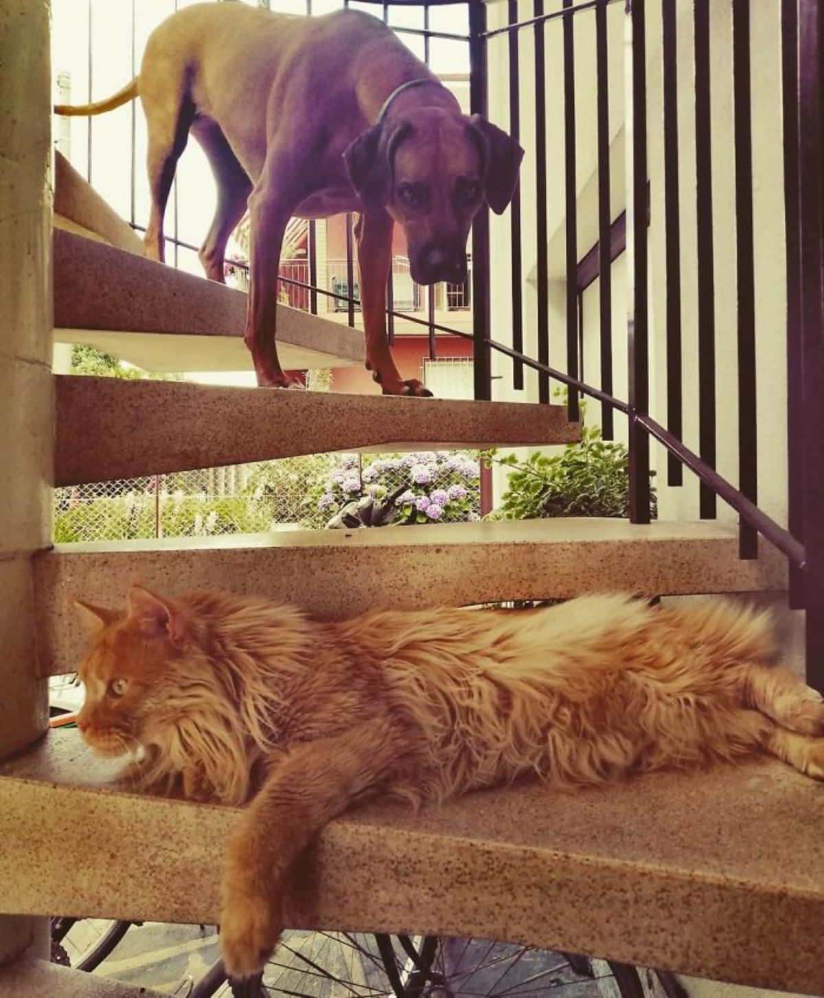 brown dog on stairs looking scared to pass the fluffy orange cat blocking the path