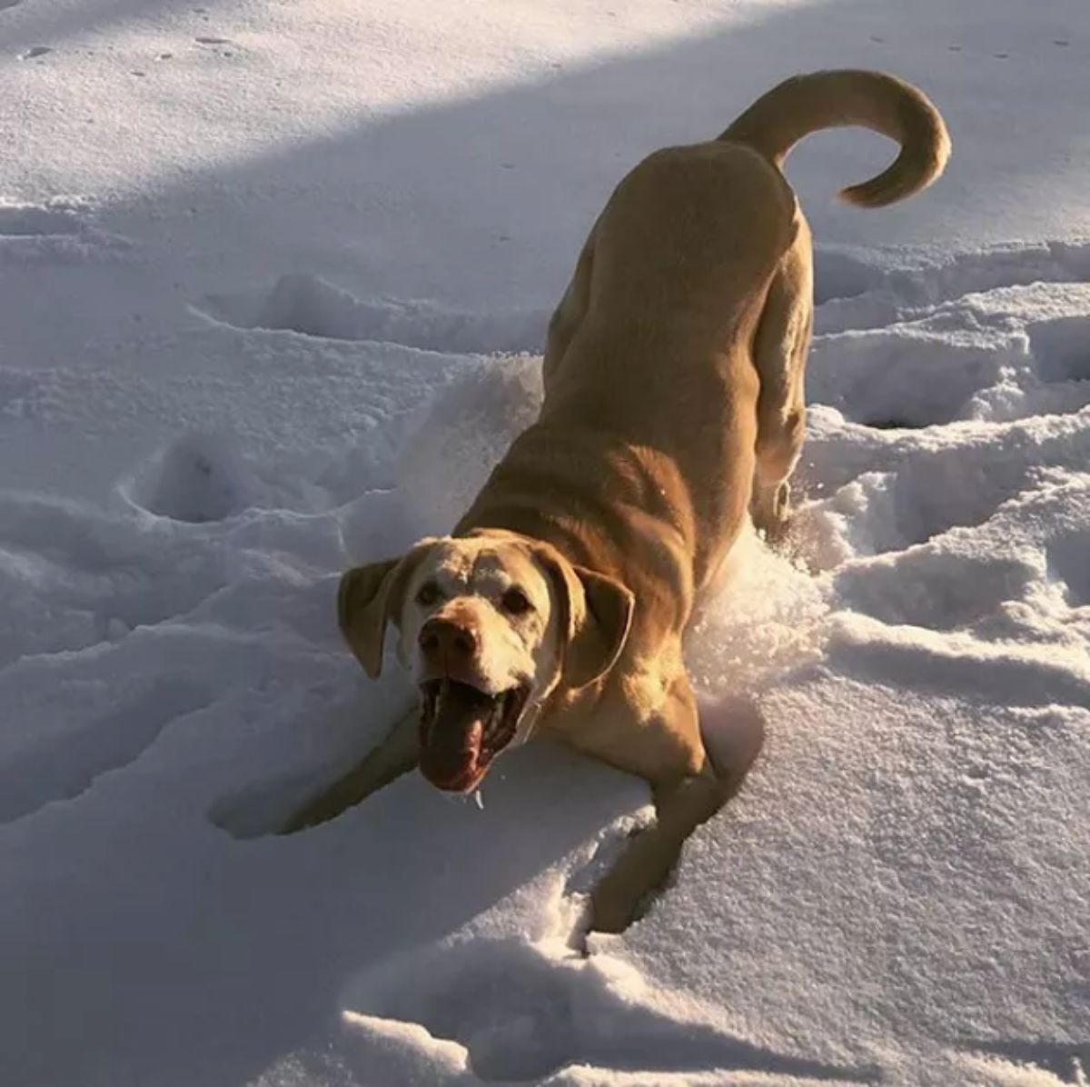 brown dog playing in snow