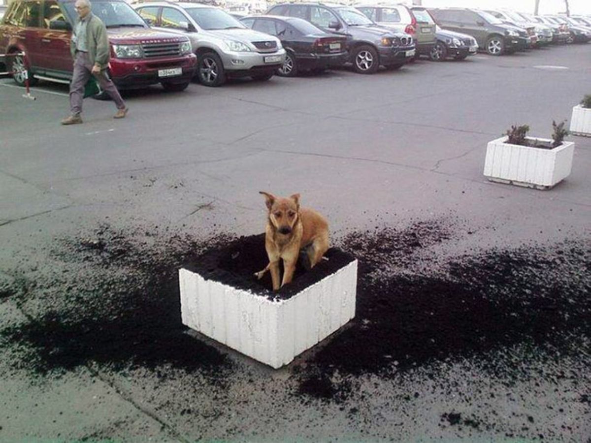 brown dog sitting in a big box of black soil with lots of it strewn on the ground