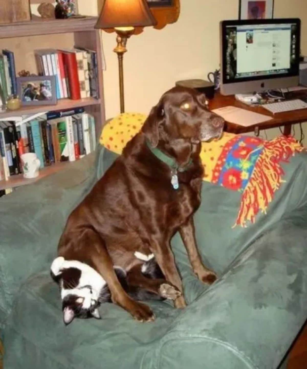brown dog sitting on a black and white cat on a grey sofa