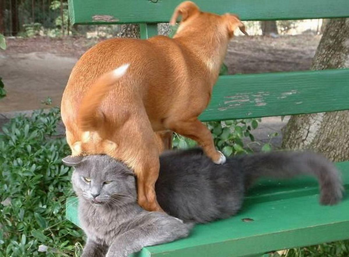 brown dog sitting on a grey cat on a green bench