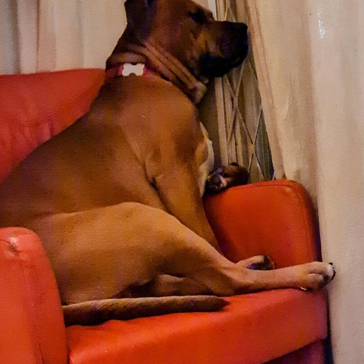 brown dog sitting on a red chair and pekeing through curtains out a window