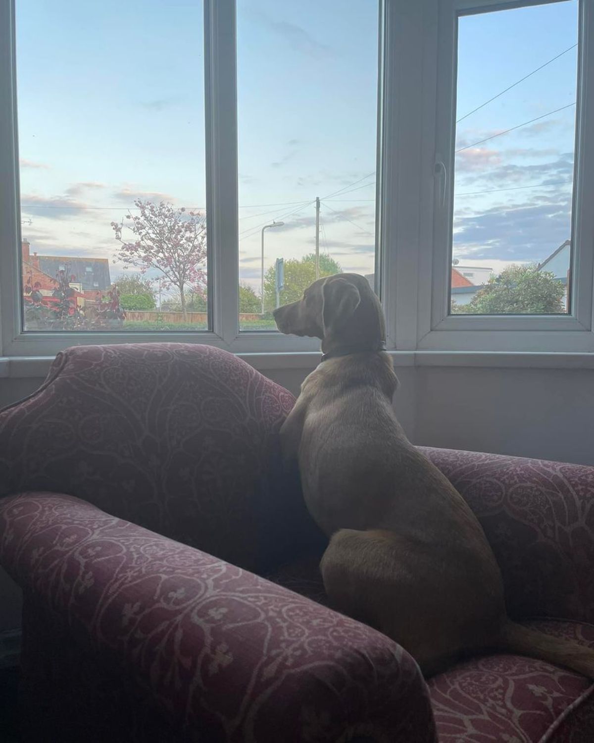 brown dog sitting on a red sofa and looking out of a window