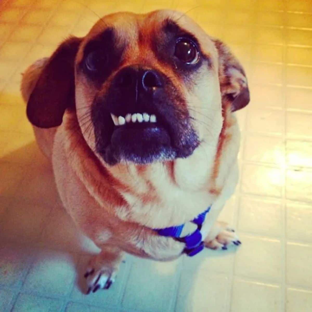 brown dog sitting on the floor with the bottom row of teeth showing