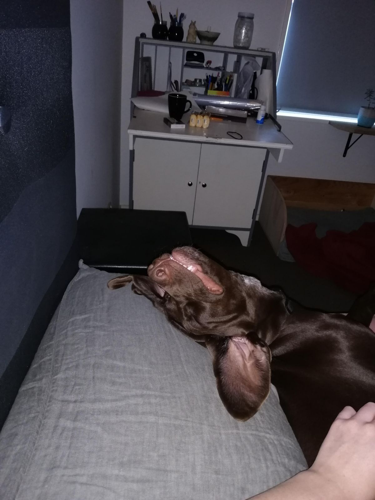 brown dog sleeping belly up on a bed with the head on a pillow