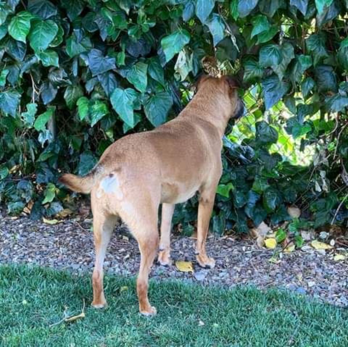 brown dog standing in a garden and peeking through a fence covered in vines and leaves
