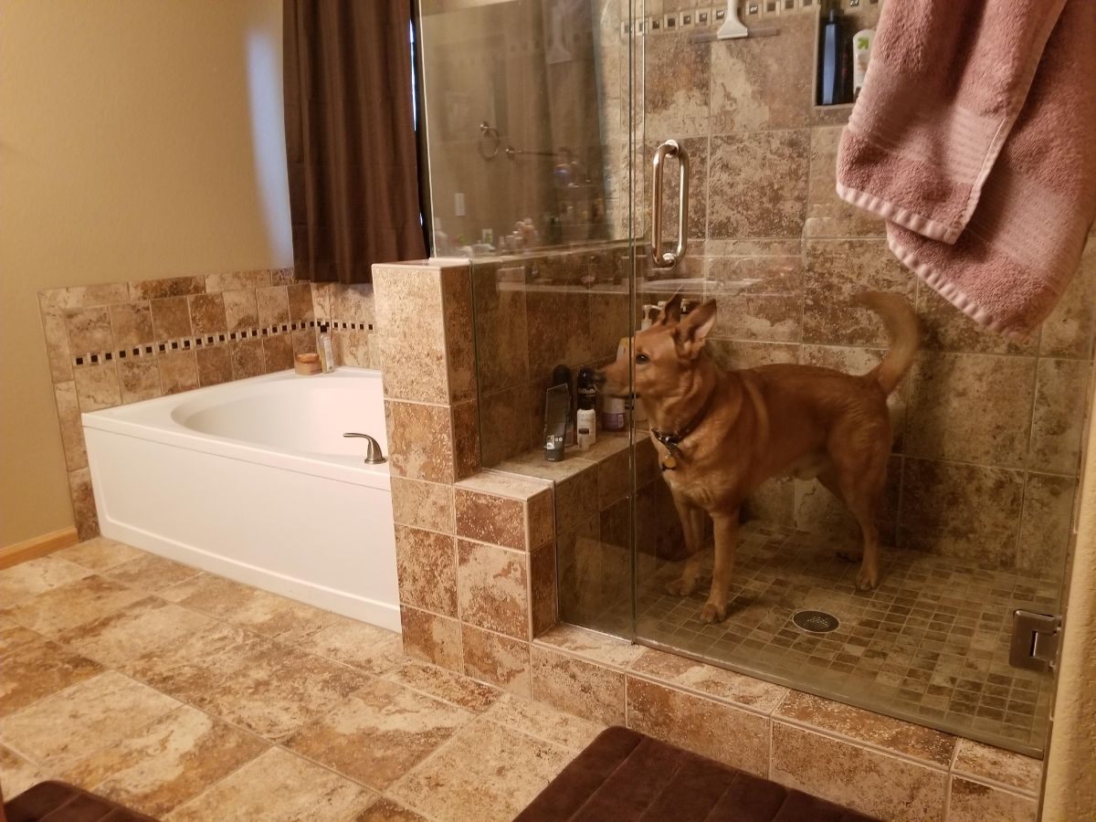 brown dog standing inside a shower cubicle