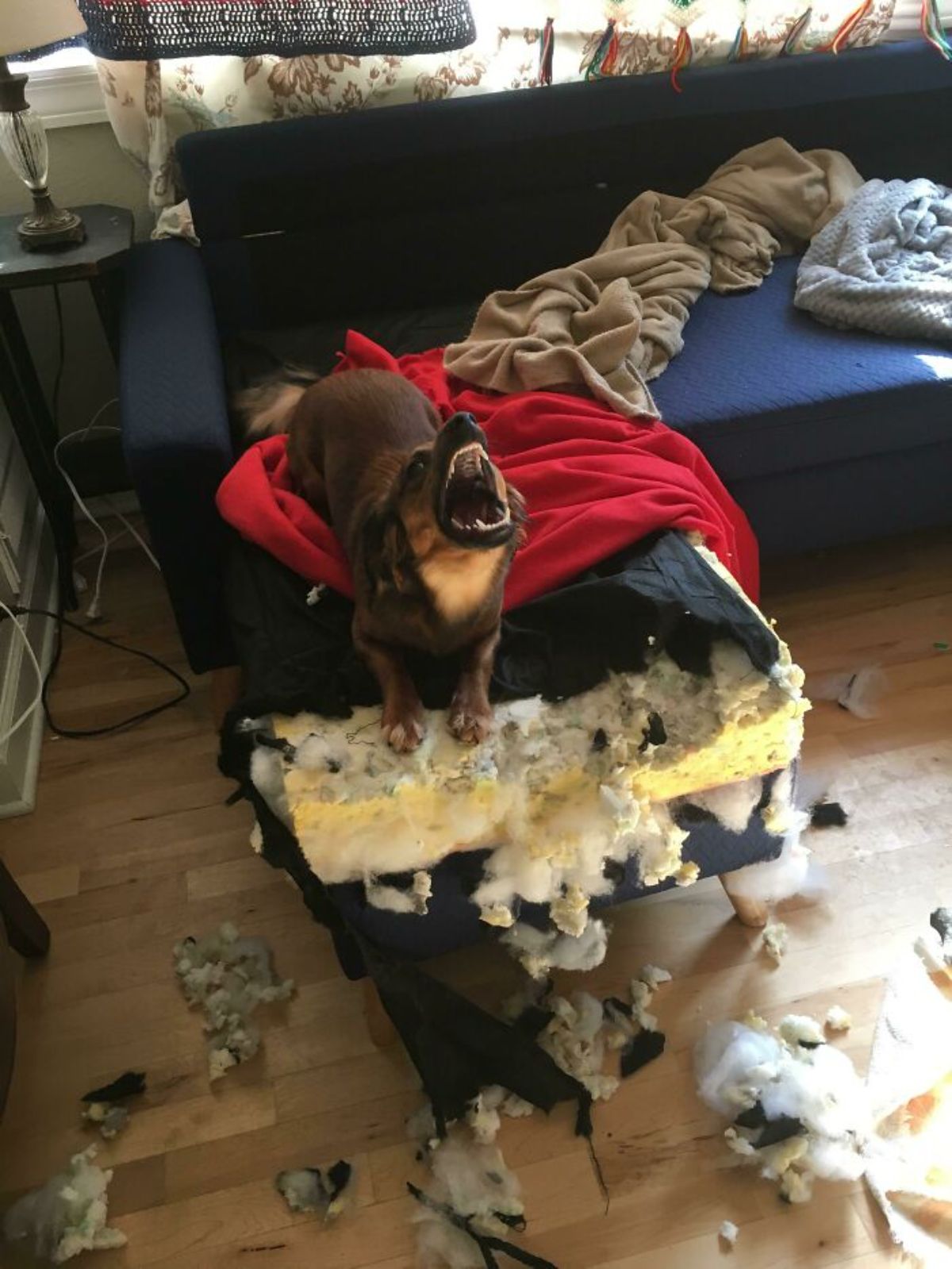 brown dog standing on a couch and a couch cushion with the mouth open and the cushion is ripped