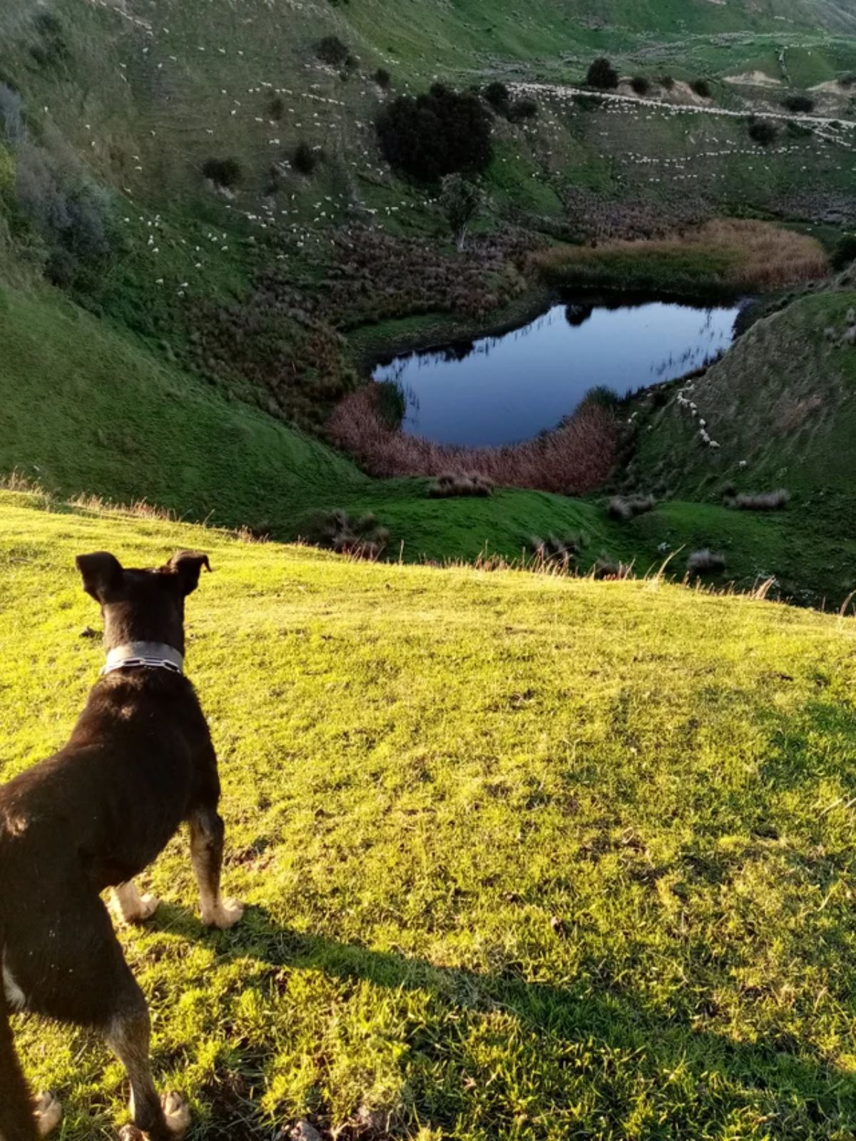 brown dog standing on a hill overlooking a hilly area with many sheep spread around