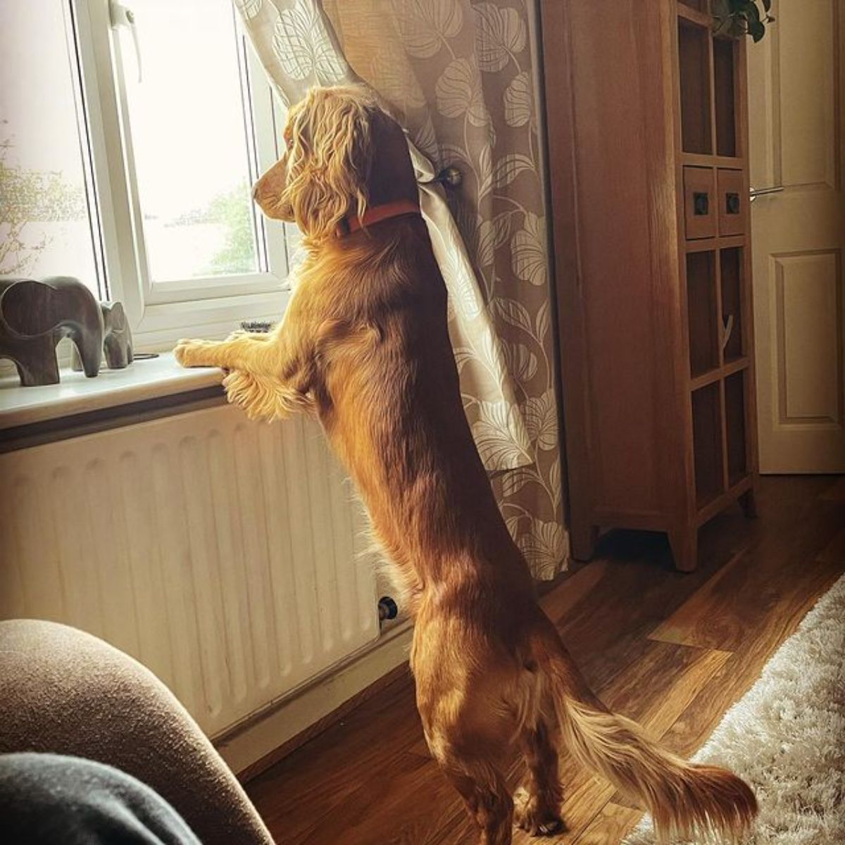 brown dog standing on hind legs and looking out of a window
