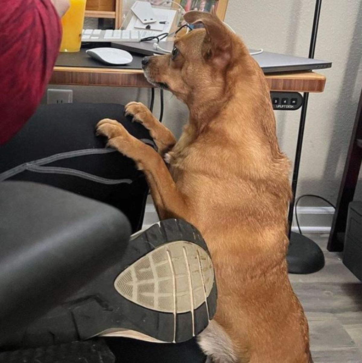 brown dog standing on hind legs at a table