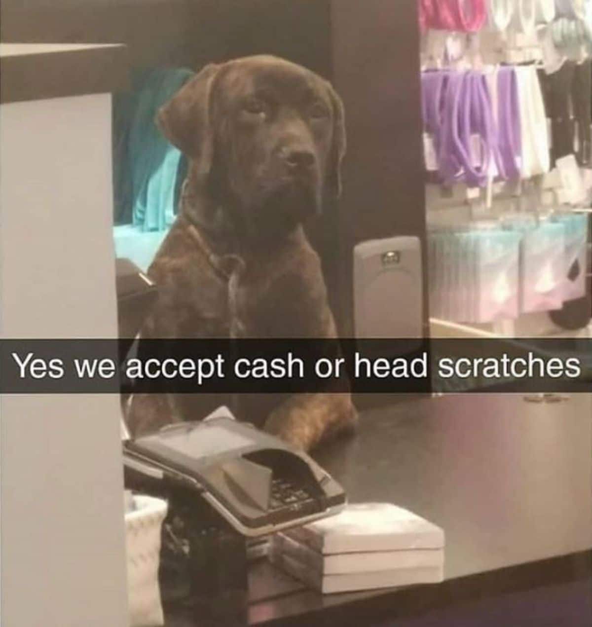 brown dog standing on hind legs behind a counter with the caption Yes we accept cash or head scratches