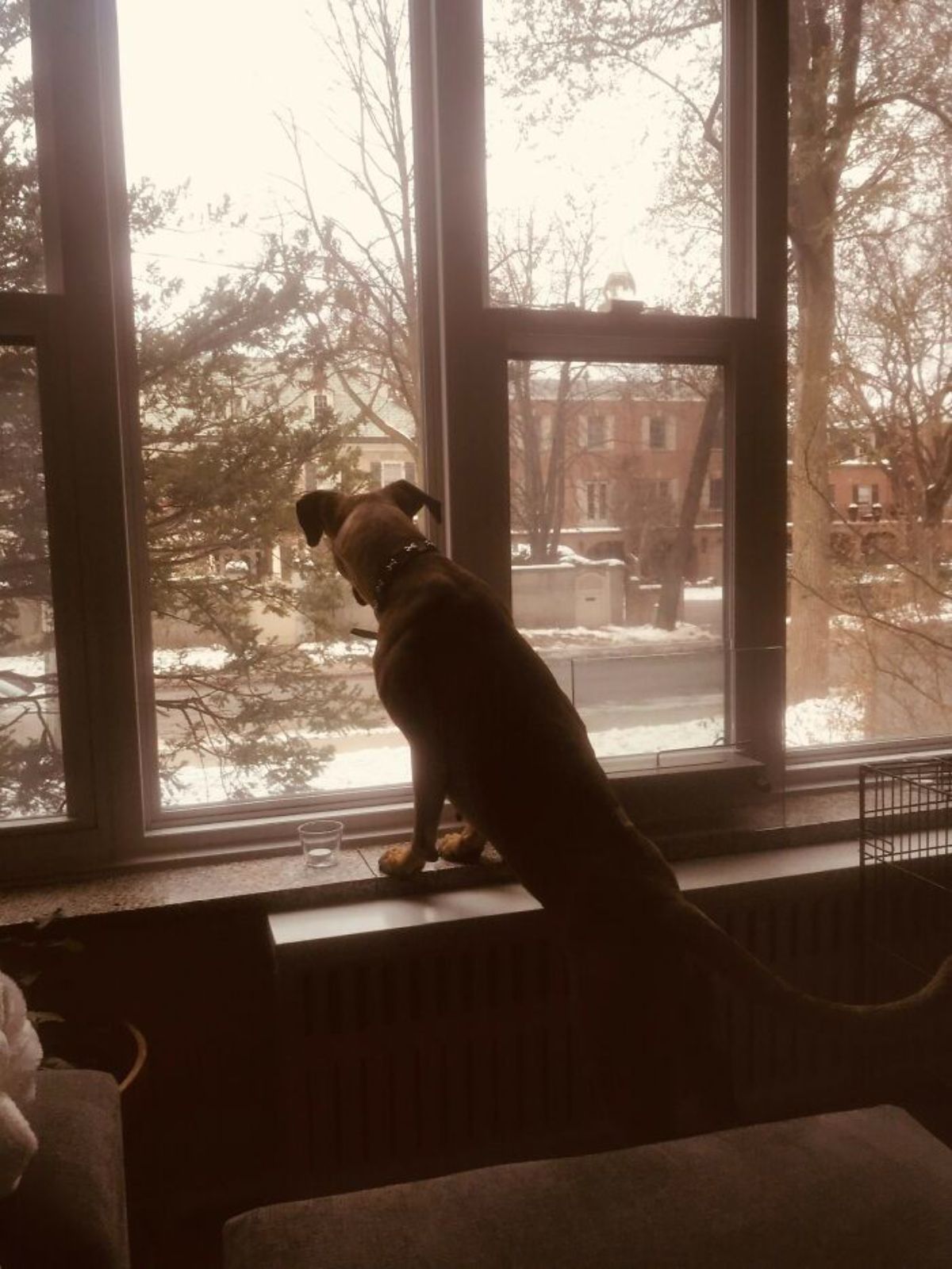 brown dog standing on hind legs with front paws on a window ledge and looking out the window