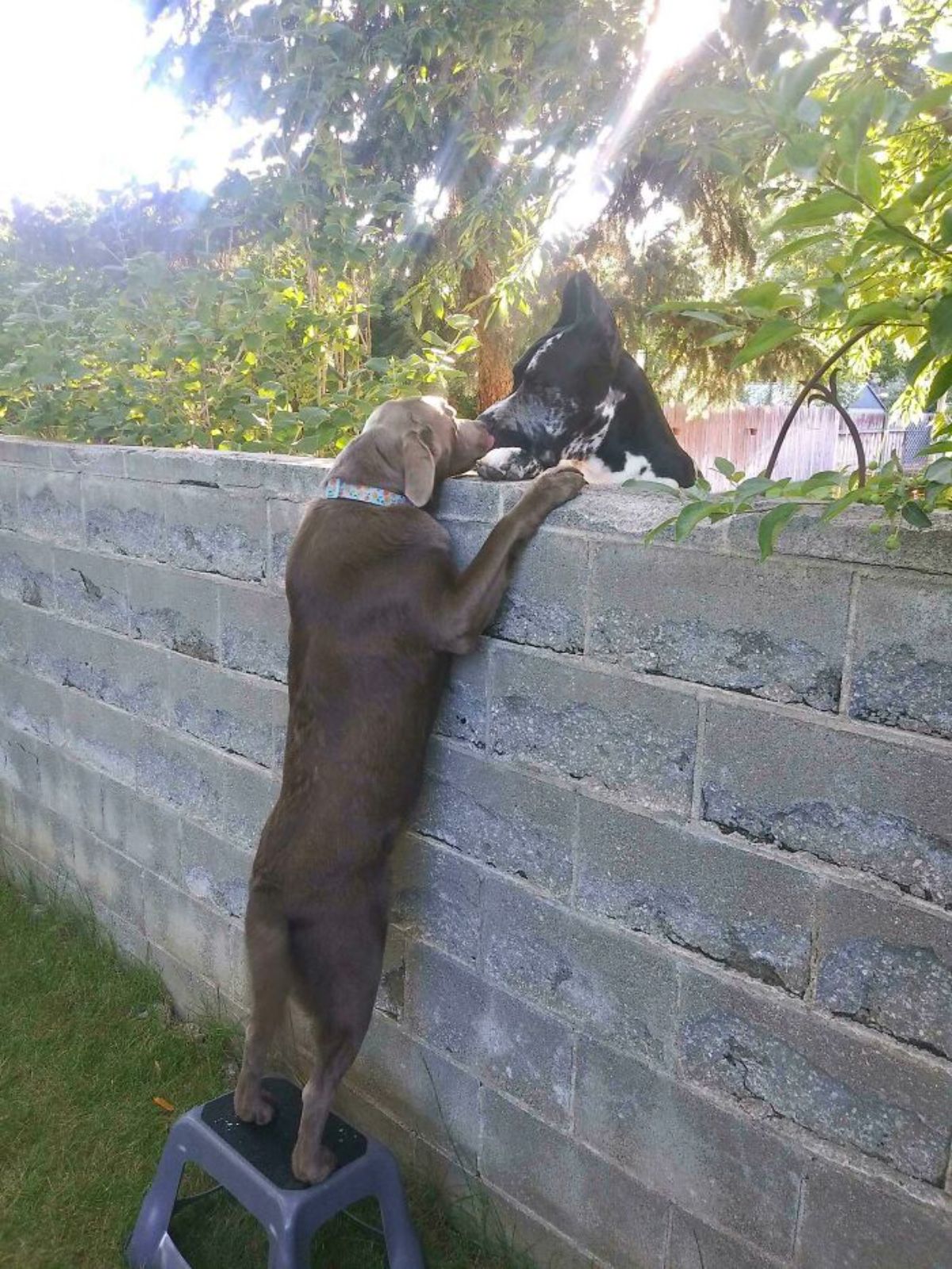 brown dog standing on stooll reaching over a wall to boop noses with a black and white great dane