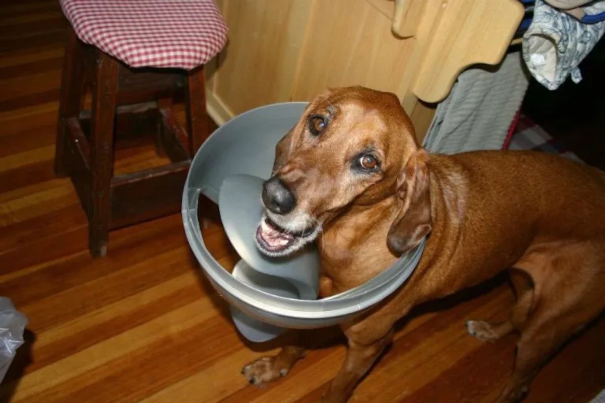 brown dog standing with the top of a grey trash can stuck around the head on the neck