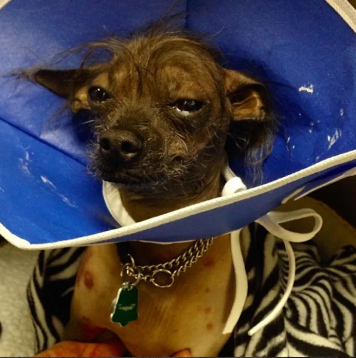 brown dog wearing a large blue plastic cone