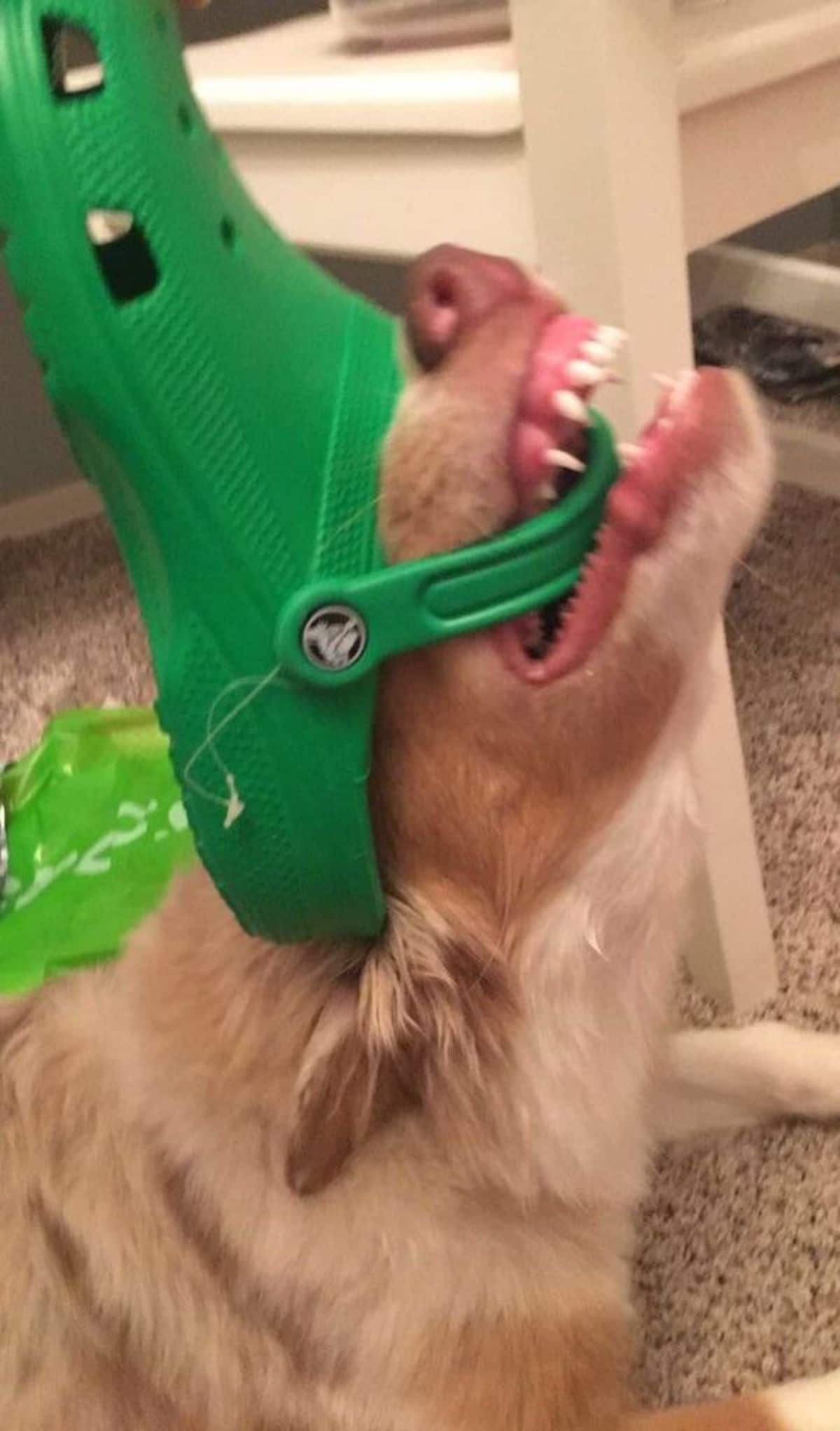 brown dog wearing green crocs slipper on the head