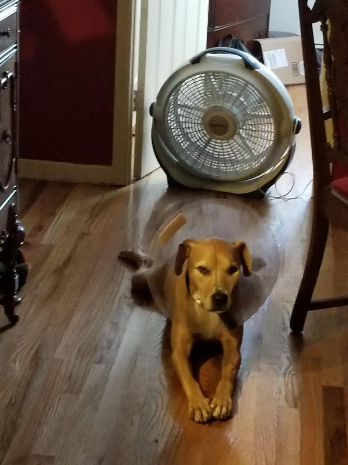 brown dog wearing transparent elizabethna cone laying on the floor with the back aimed at a fan
