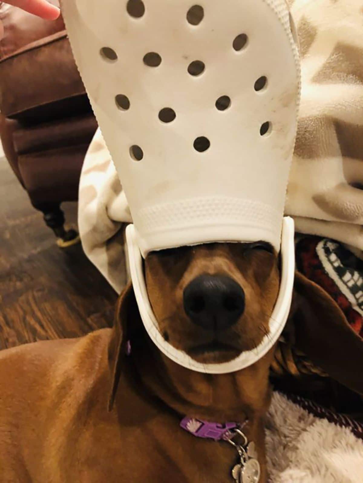 brown dog wearing white crocs slipper on the head