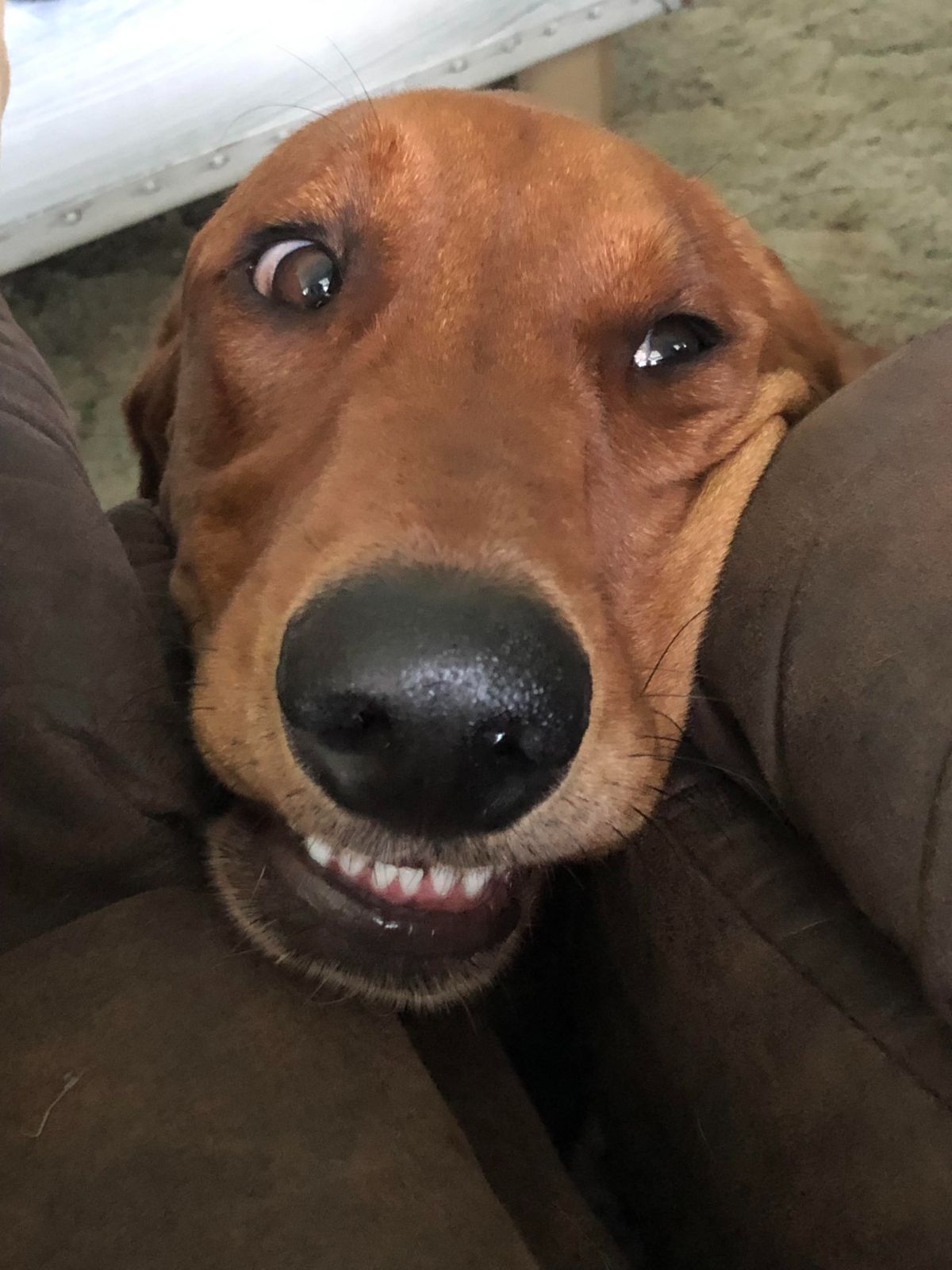 brown dog with face on someone's lap and squished on one side