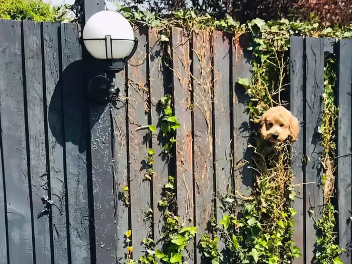 brown dog's head showing through a hole in a wooden fence