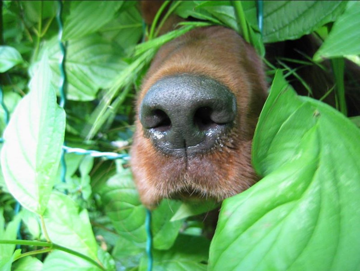 brown dog's snout sticking through a fence and some green leaves on the fence
