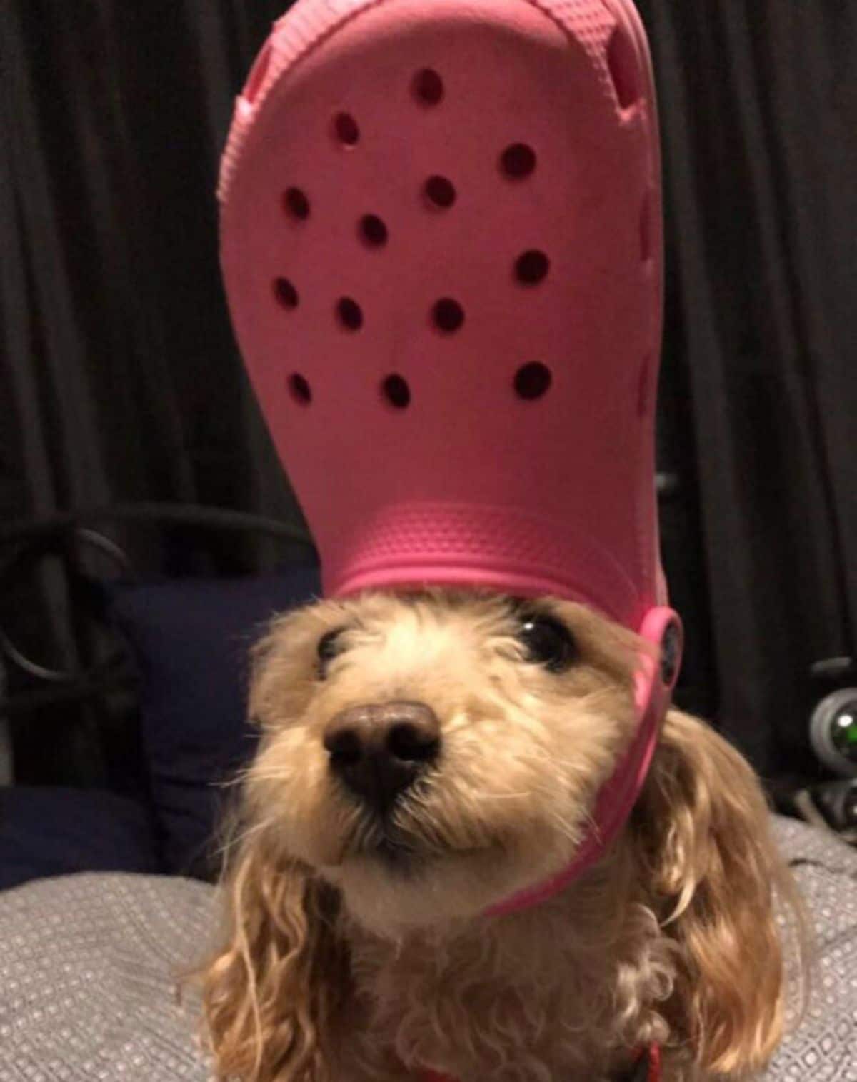 brown fluffy dog wearing pink crocs slipper on the head