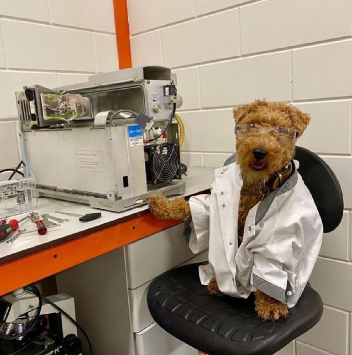 brown fluffy welsh terrier sititng on a chair in a white lab coat and goggles next to lab equipment on a table