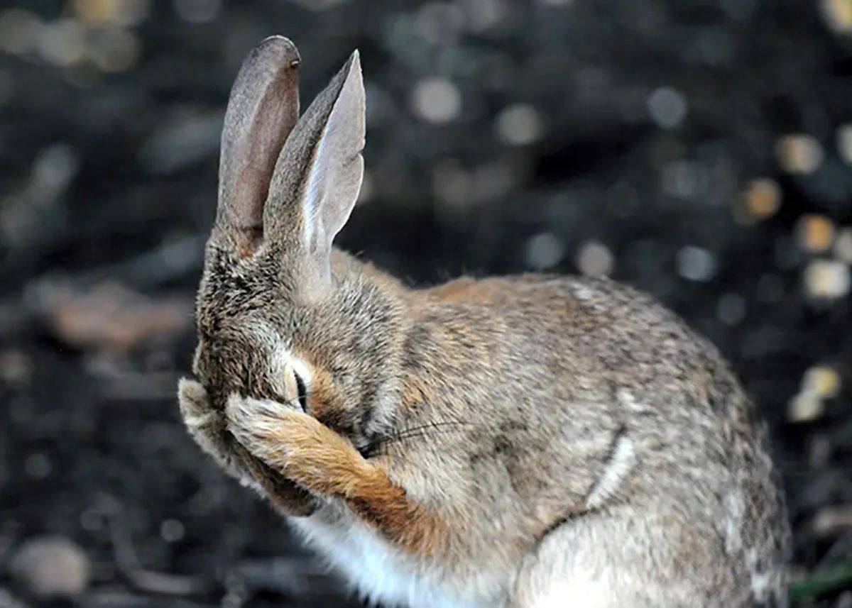 brown grey and white rabbit with front paws on the face
