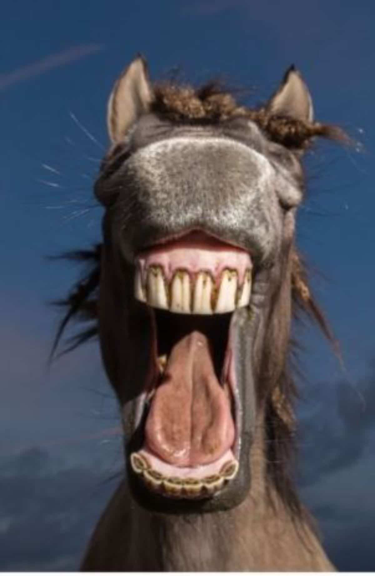 brown horse facing the camera with the mouth wide open and the teeth showing