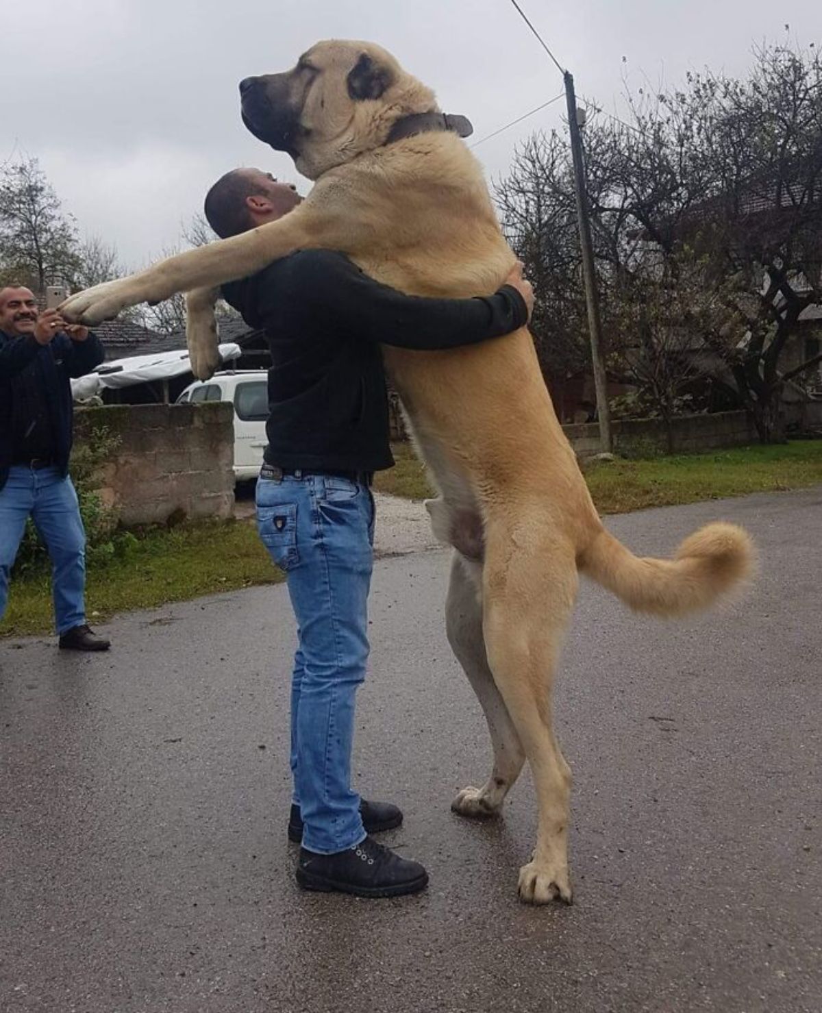 brown mastiff standing on hind legs being hugged by a man