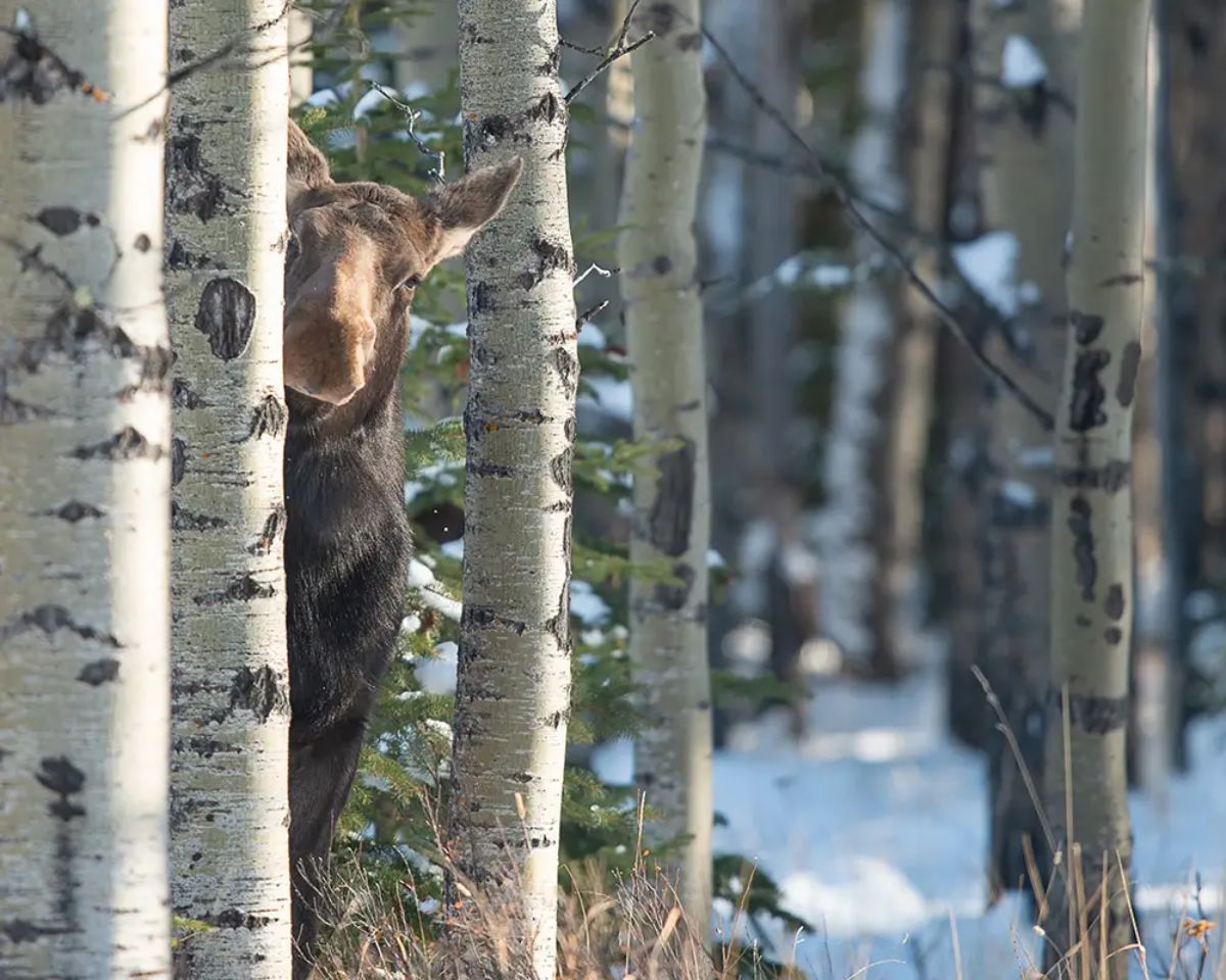 brown moose peeking from behind a grey tree trunk