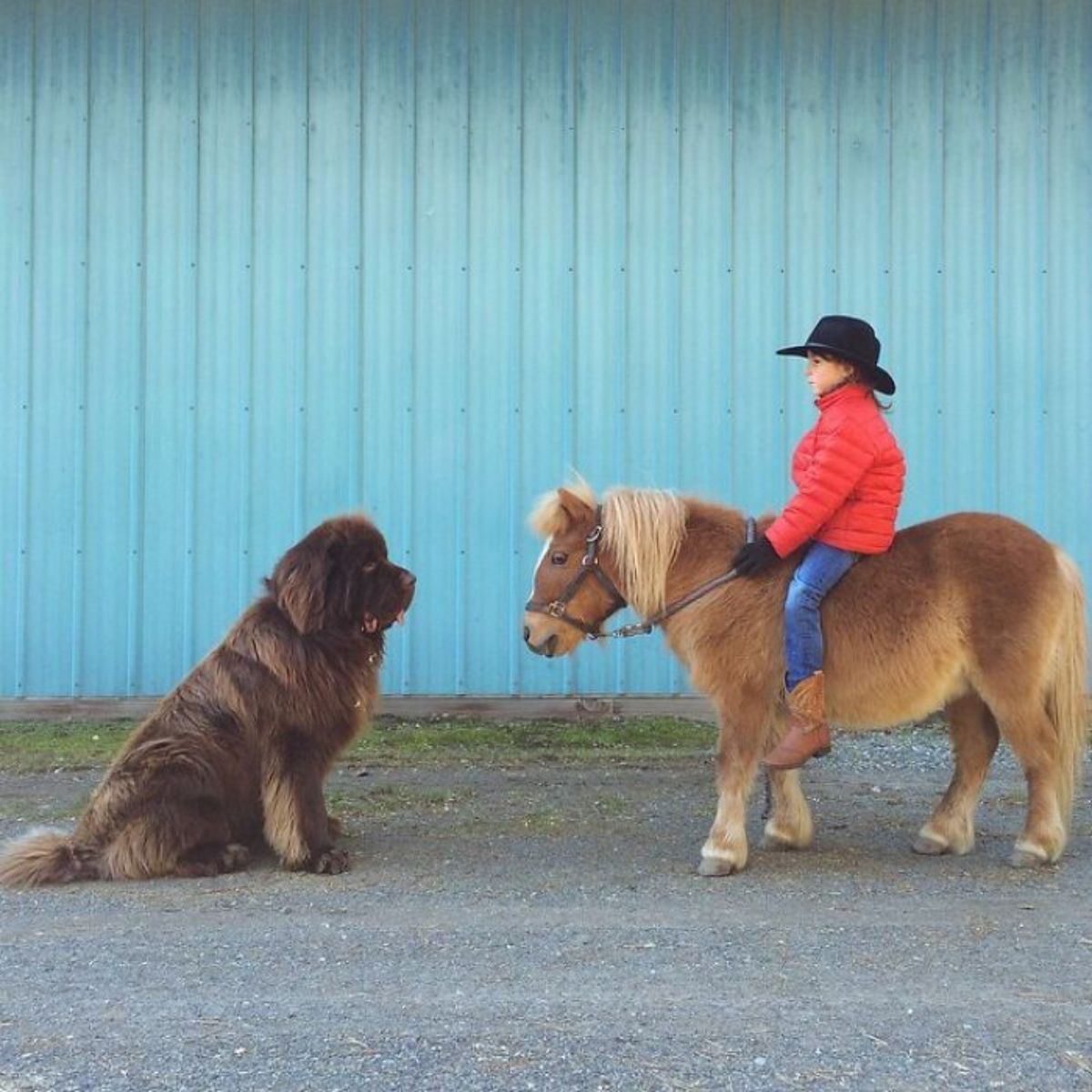brown newfoundland sitting in front of a child sitting on a brown pony
