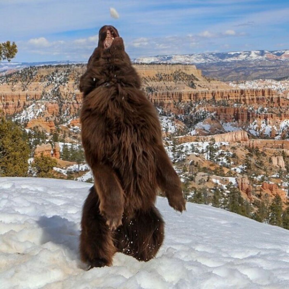 brown newfoundland standing on hind legs on snow and howling
