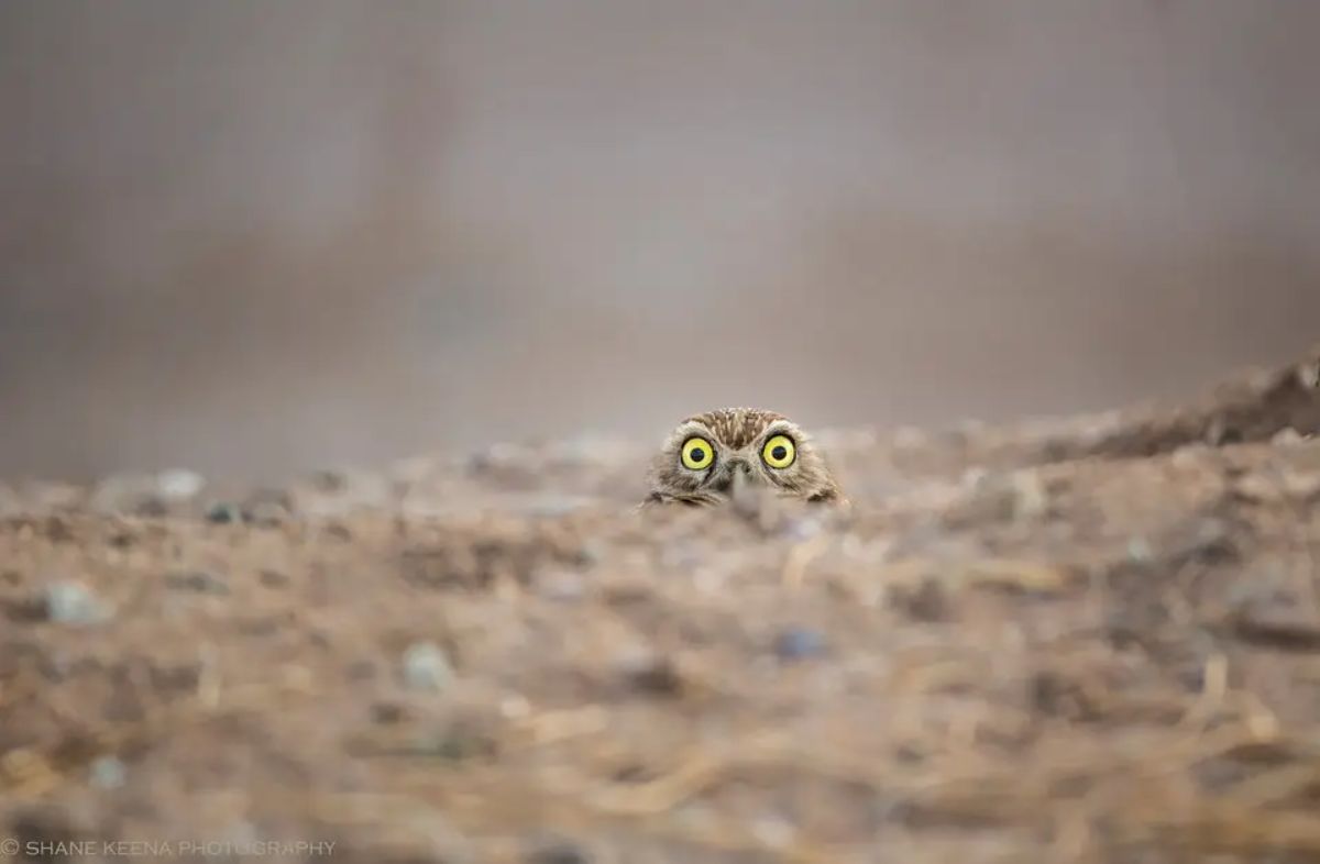 brown owl with wide yellow eyes peeking out from the ground