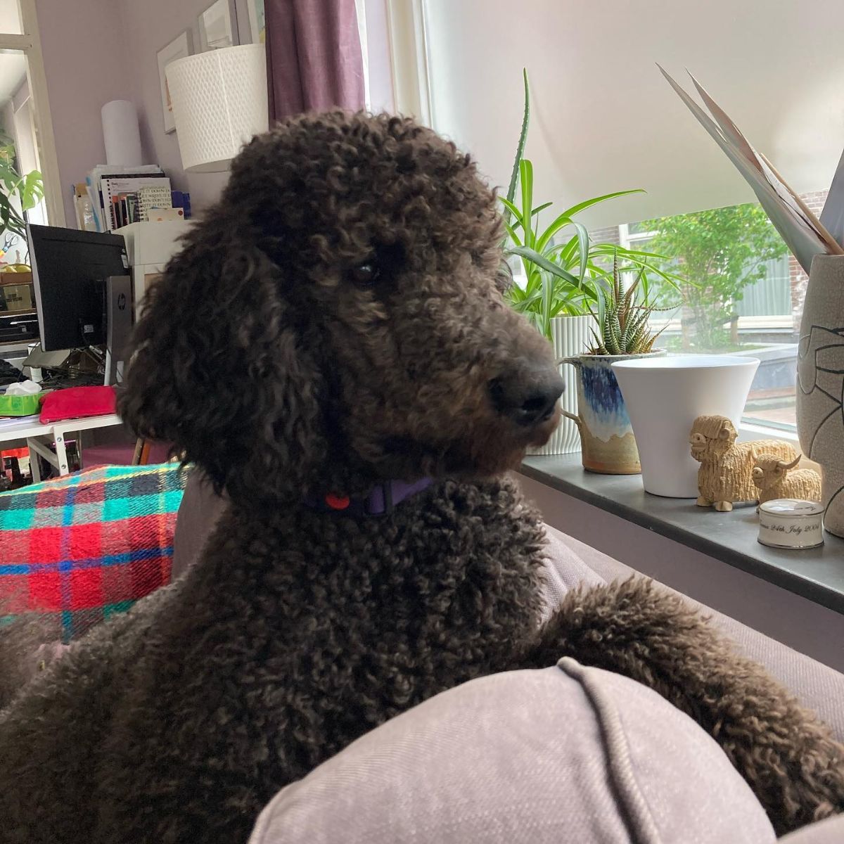 brown poodle sitting on a sofa and looking out of a window