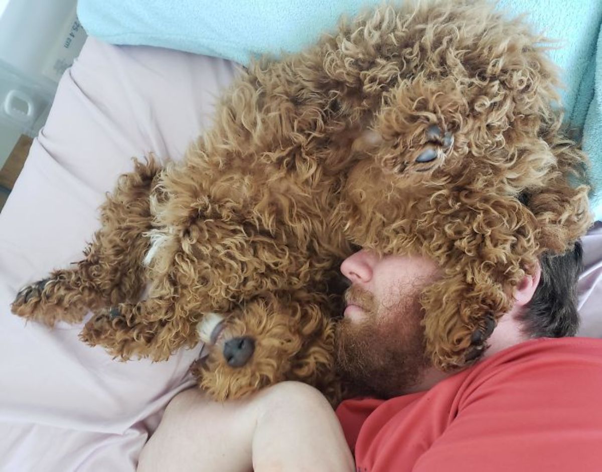 brown poodle sleeping on a man's face on a bed