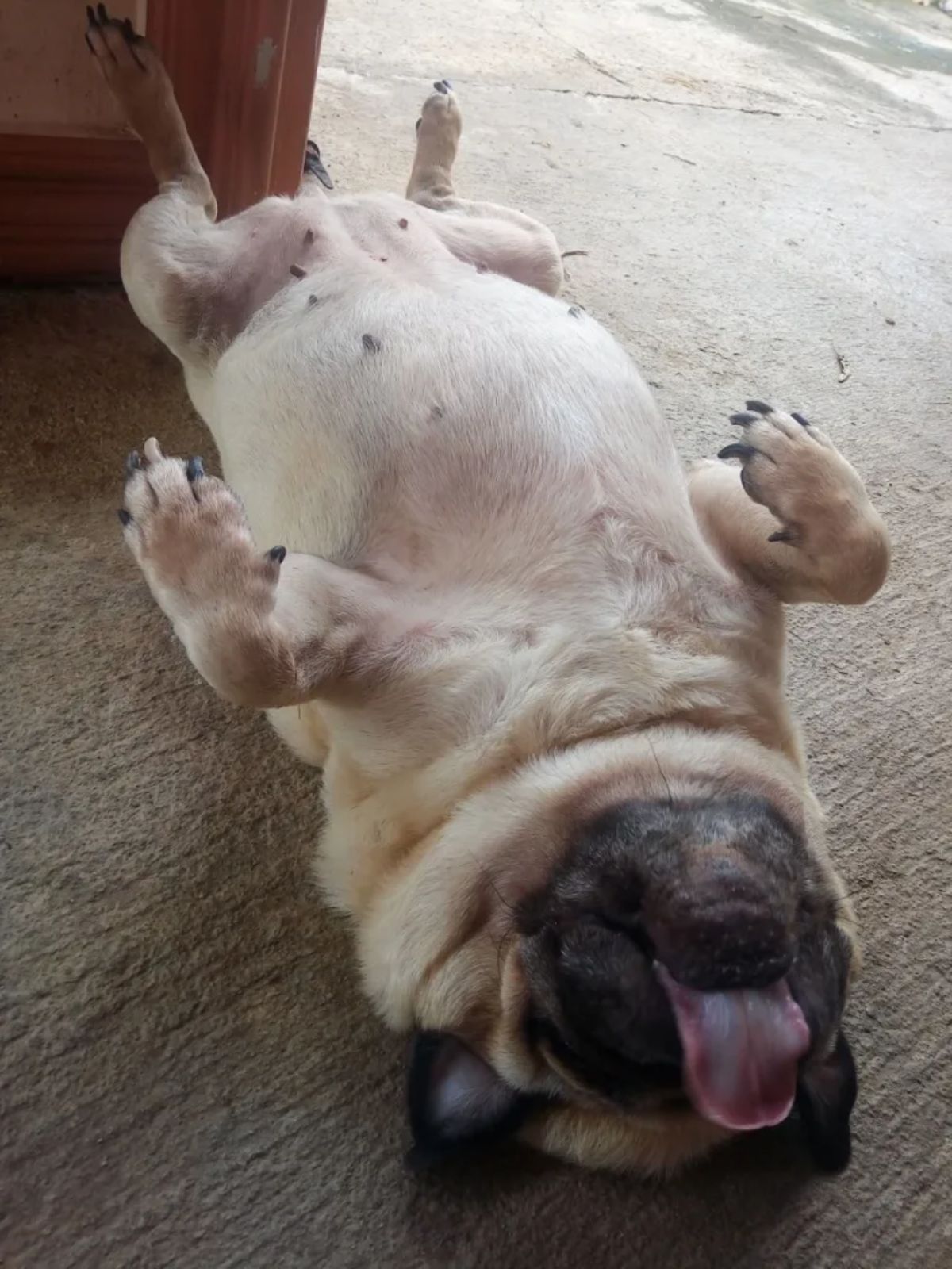brown pug sleeping belly up with tongue sticking out on the floor