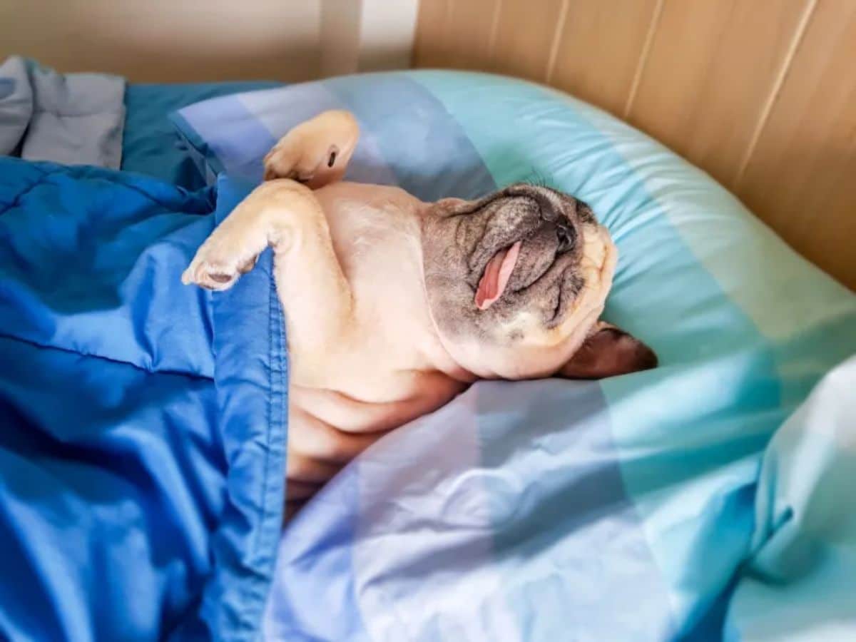 brown pug with tongue sticking out sleeping belly up on blue and purple sheets and under a blue blanket