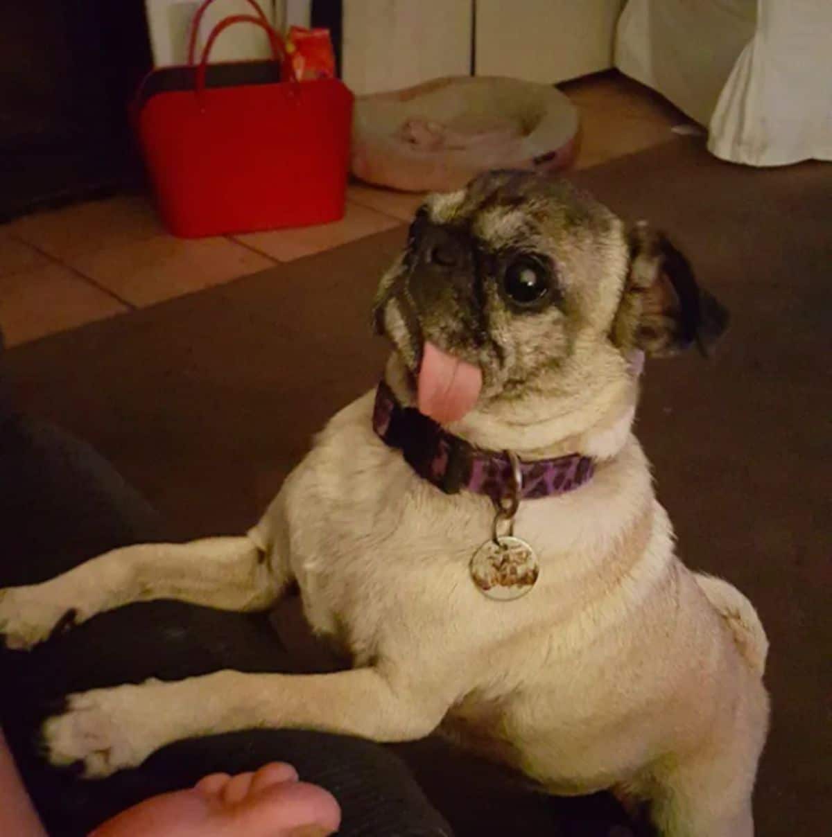 brown pug with tongue sticking out the side standing on hind legs with front legs on someone's lap