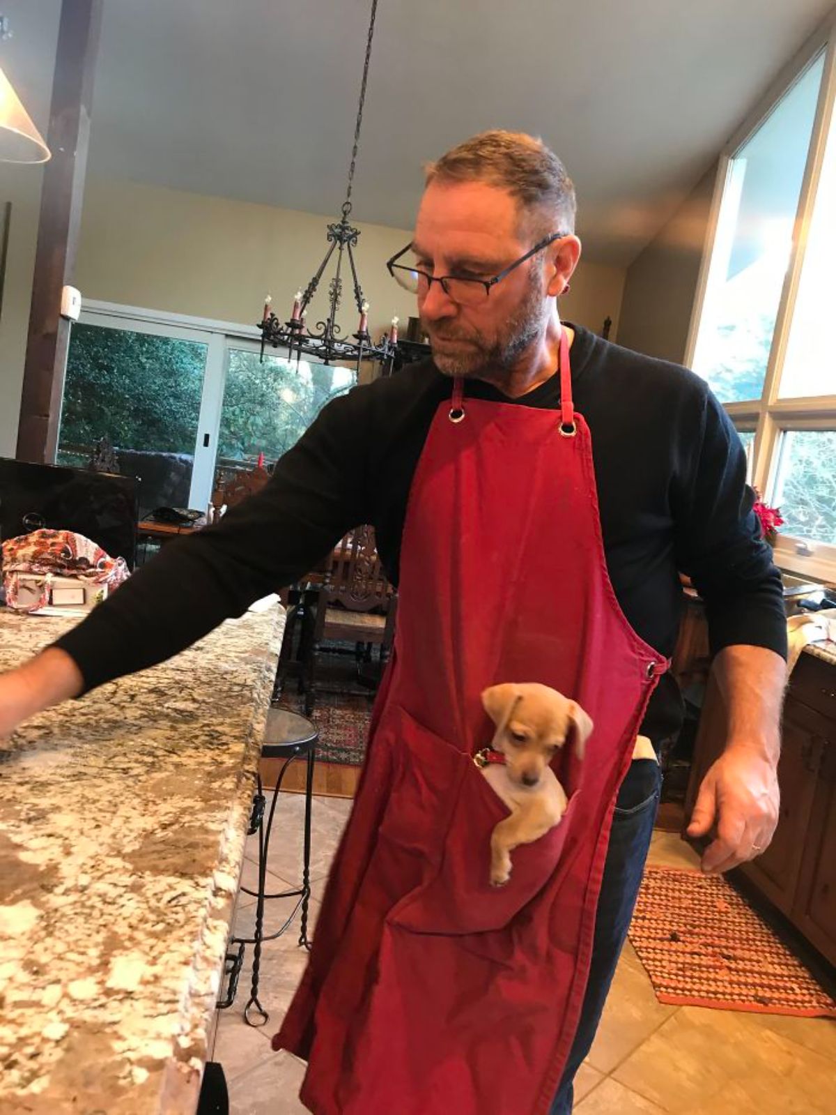 brown puppy in the pocket of a red apron a man is wearing in a kitchen